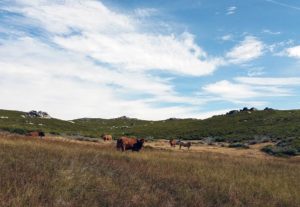 Vacas pastando en terrenos en alquiler